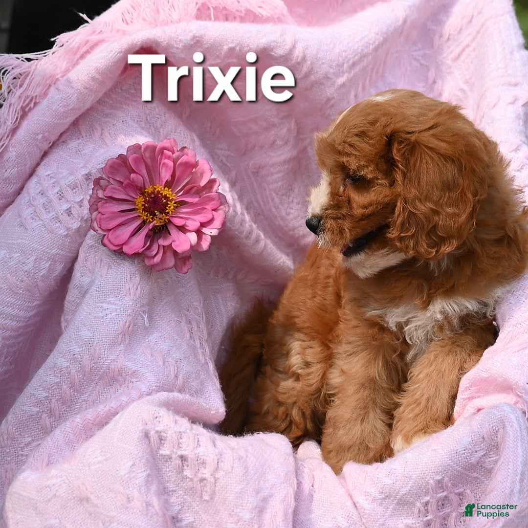 Cavapoo dogs for sale: Trixie - Image 1
