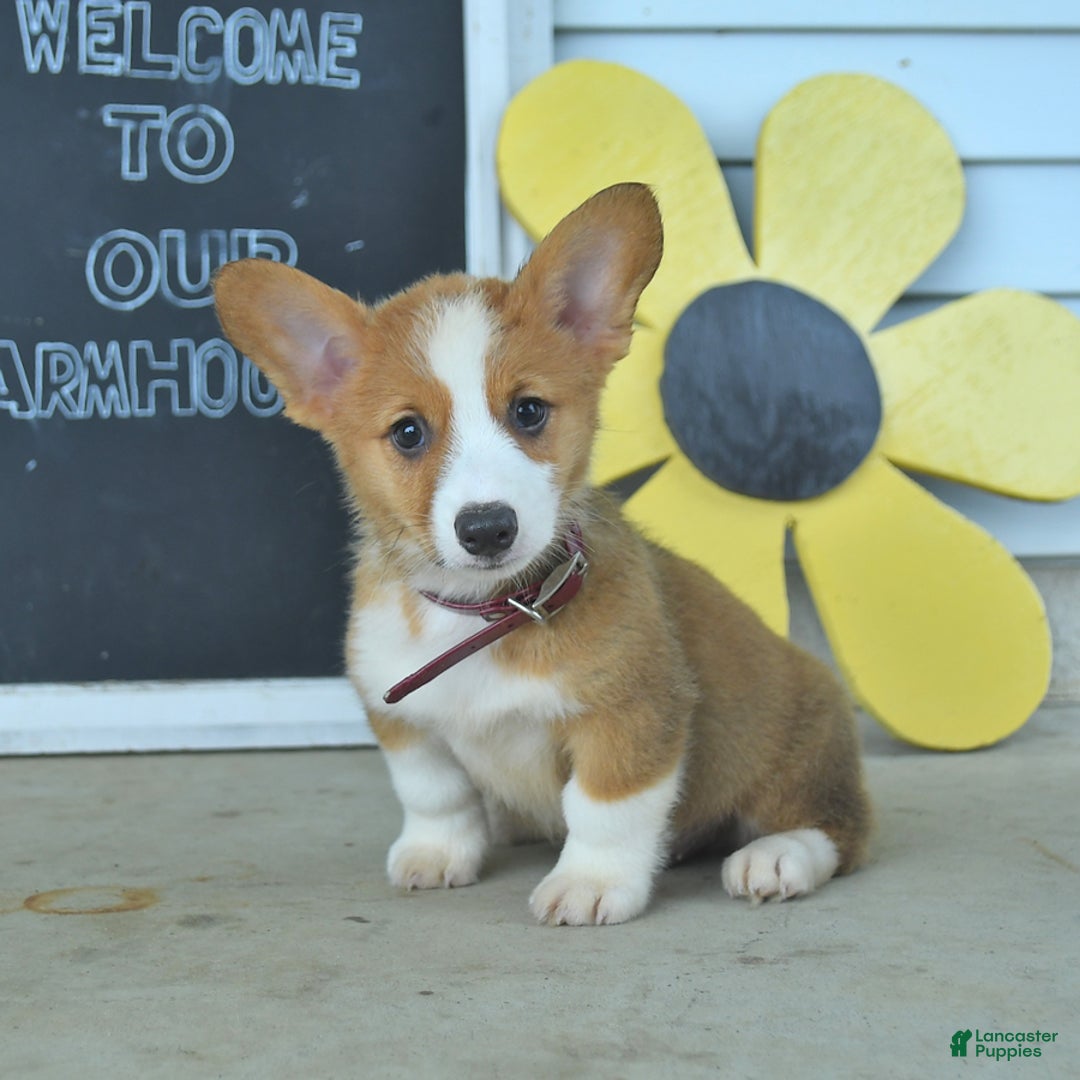 Welsh Corgi Pembroke dogs for sale: Miles - Image 3