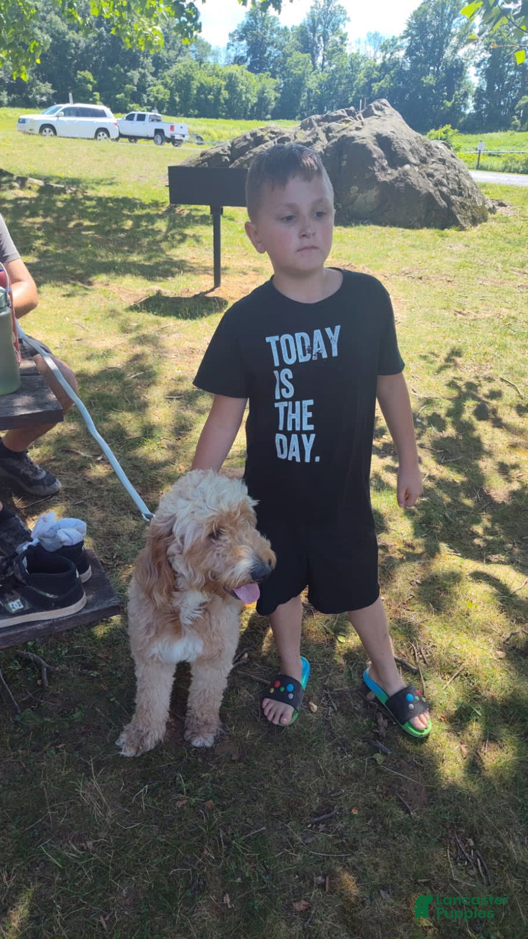 Goldendoodle dogs for sale: Cassian - Image 2