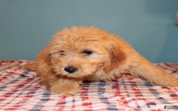 Mini Goldendoodle dogs for sale: May Mini - Image 5