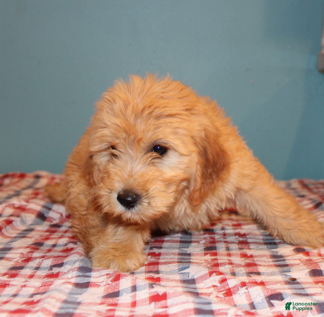 Mini Goldendoodle dogs for sale: May Mini - Image 5