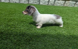 Dachshund dogs for sale: Marlo - Image 2