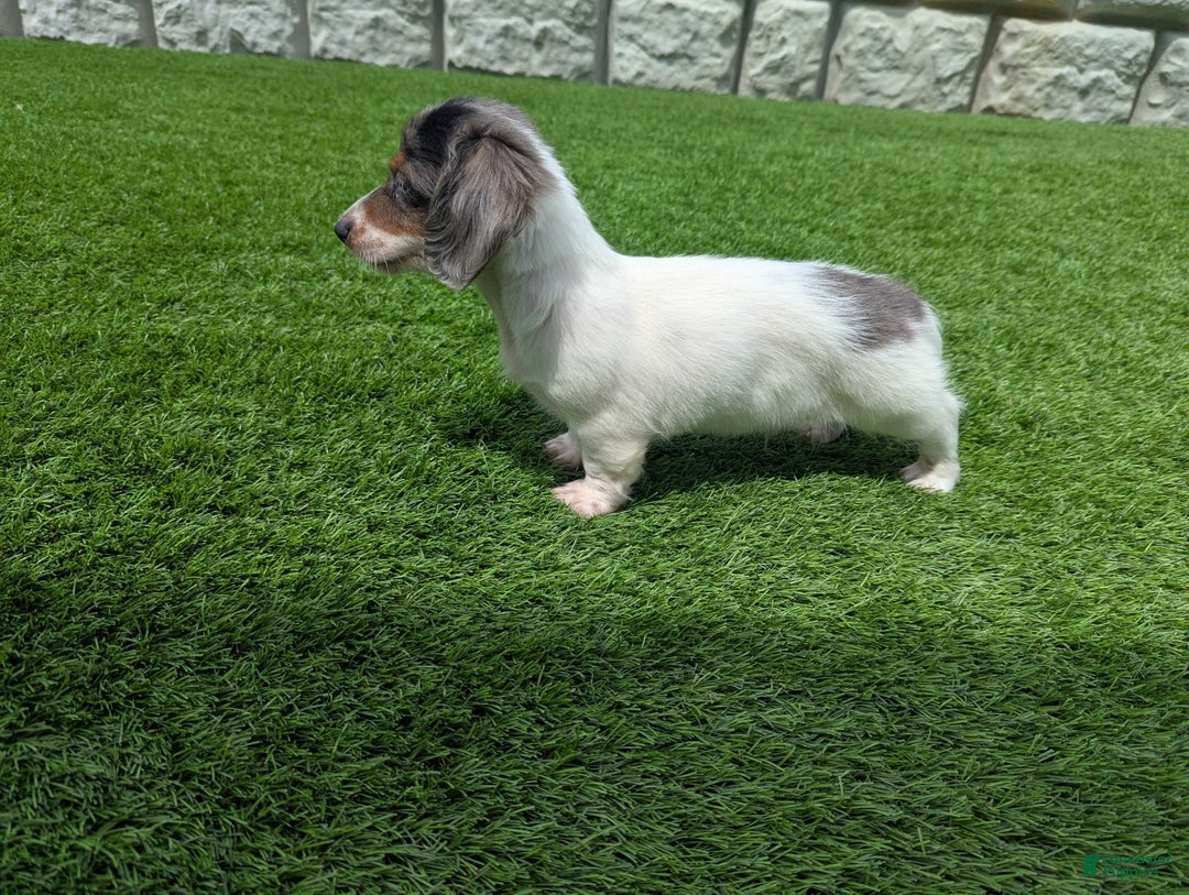 Dachshund dogs for sale: Marlo - Image 2