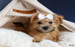 Yochon dogs for sale: Titus - Image 9