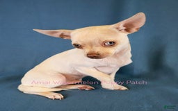 Chihuahua dogs for sale: Krypto - Image 5