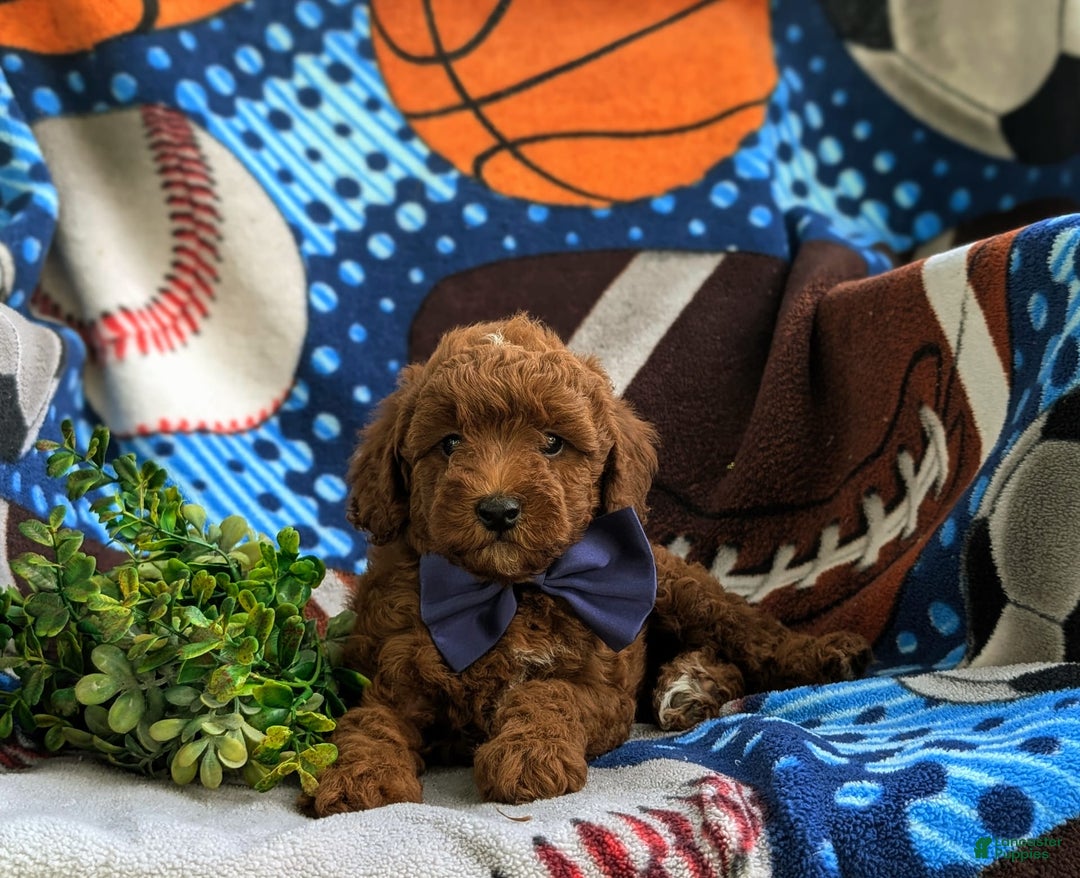Miniature Poodle dogs for sale: Miniature Poodle 4 puppies - Image 6