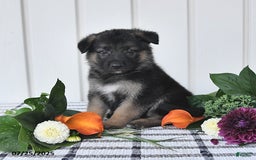 German Shepherd dogs for sale: Carson - Image 2