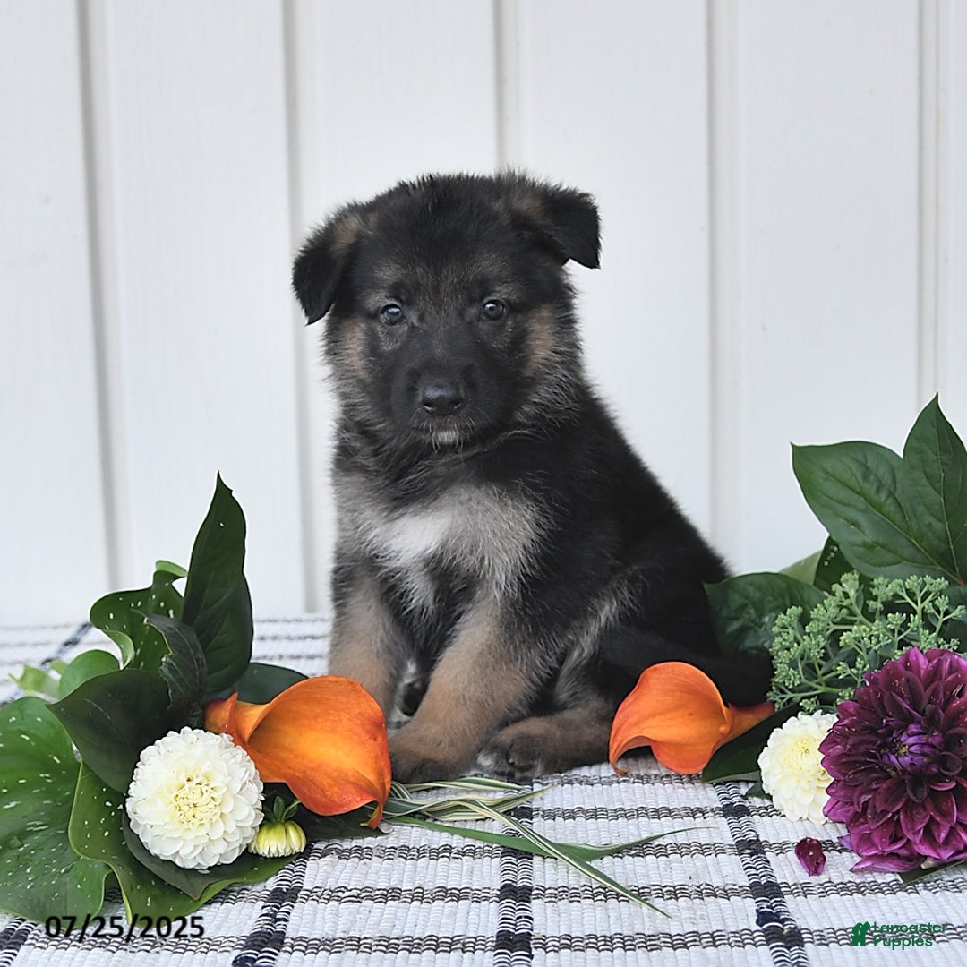 German Shepherd dogs for sale: Carson - Image 2