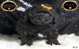 Toy Poodle dogs for sale: Romeo - Image 1