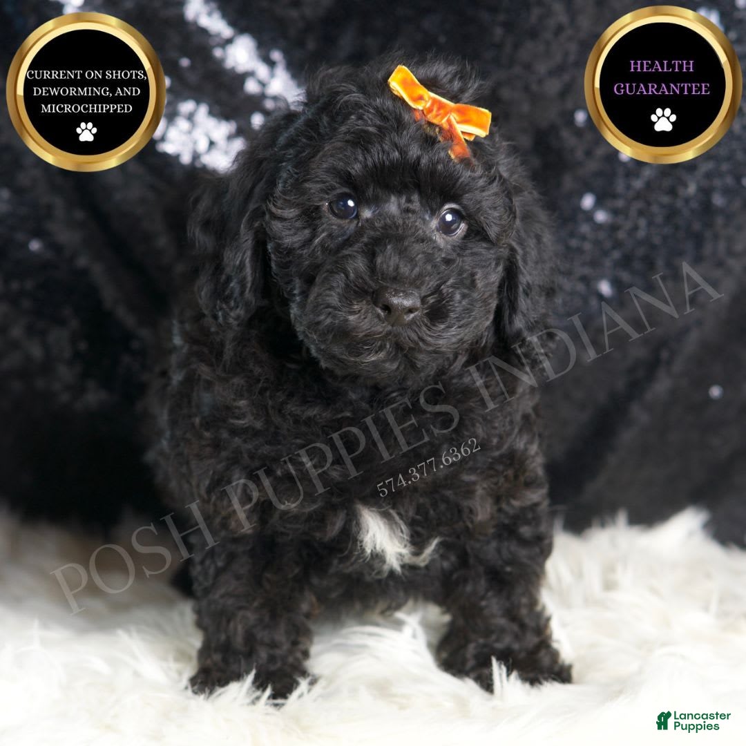 Toy Poodle dogs for sale: Romeo - Image 1