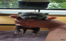 American Bully dogs for sale: Batman - Image 8