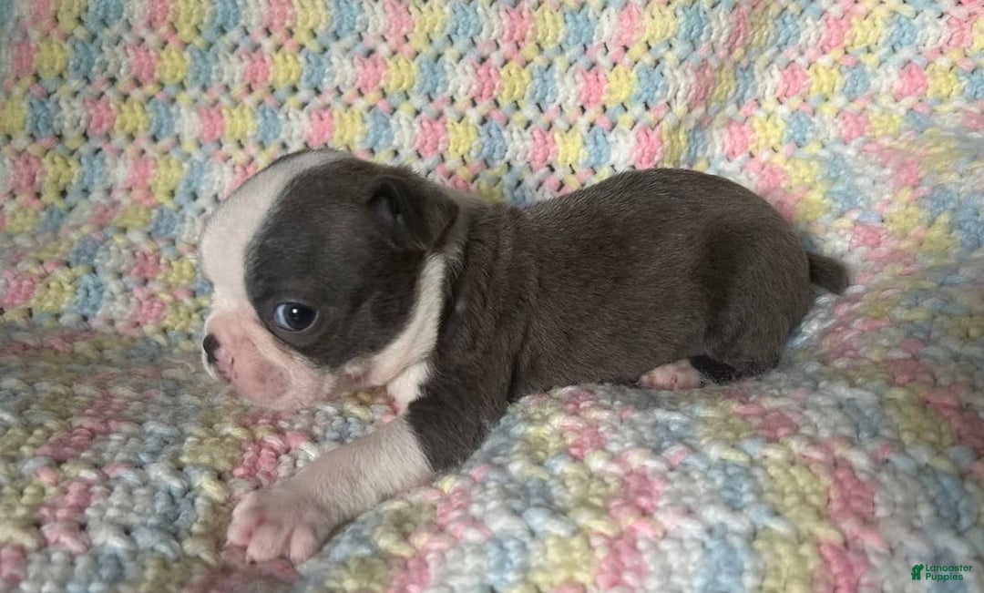 Boston Terrier dogs for sale: Doby - Image 4