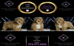 Miniature Poodle dogs for sale: Rusty - Image 1