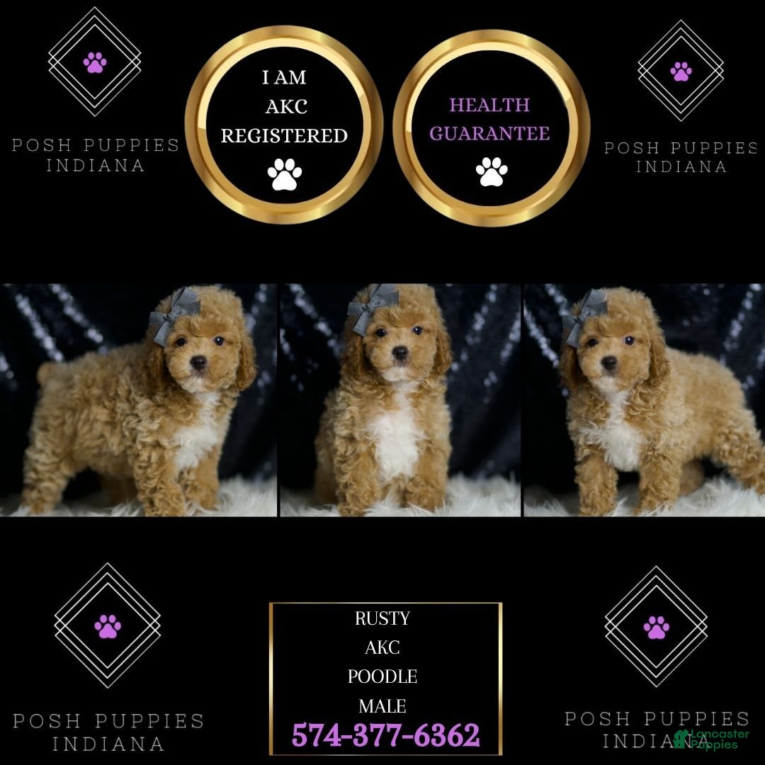 Miniature Poodle dogs for sale: Rusty - Image 1