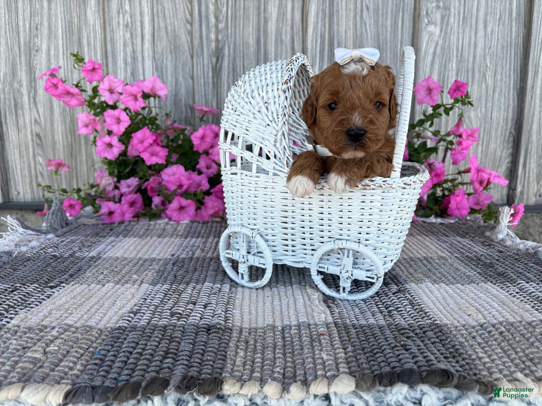 Mini Goldendoodle dogs for sale: Destiny - Image 7