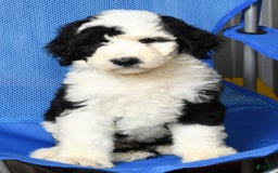 Sheepadoodle dogs for sale: Tulip - Image 1