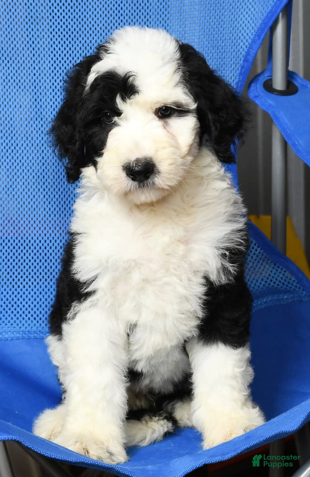 Sheepadoodle dogs for sale: Tulip - Image 1
