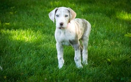 Great Dane dogs for sale: Jovie - Image 20