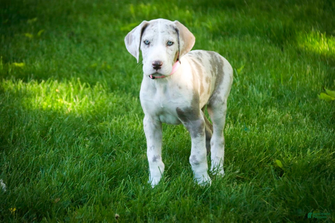 Great Dane dogs for sale: Jovie - Image 20