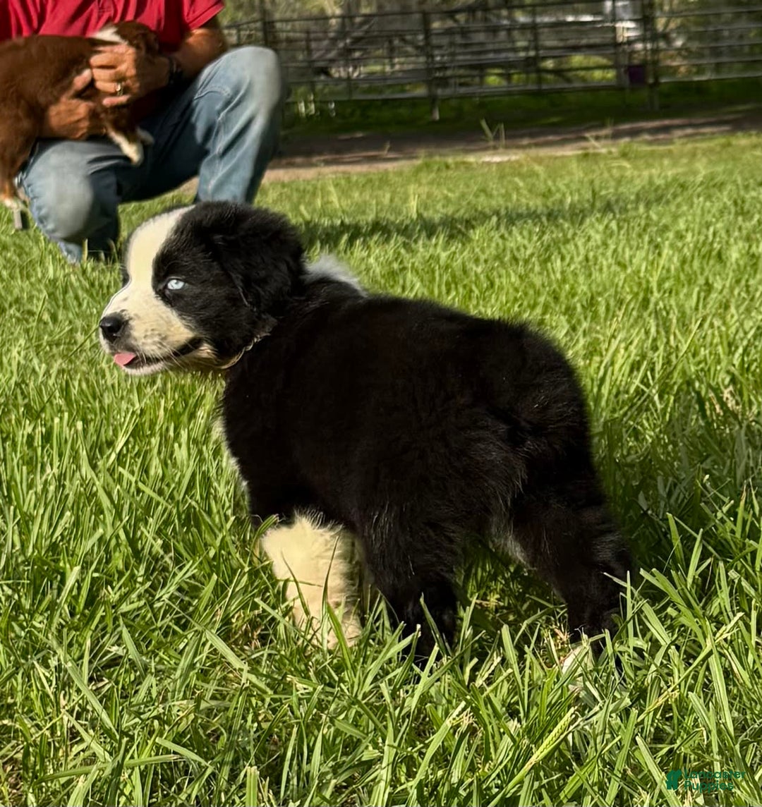 Australian Shepherd dogs for sale: L-brown - Image 3
