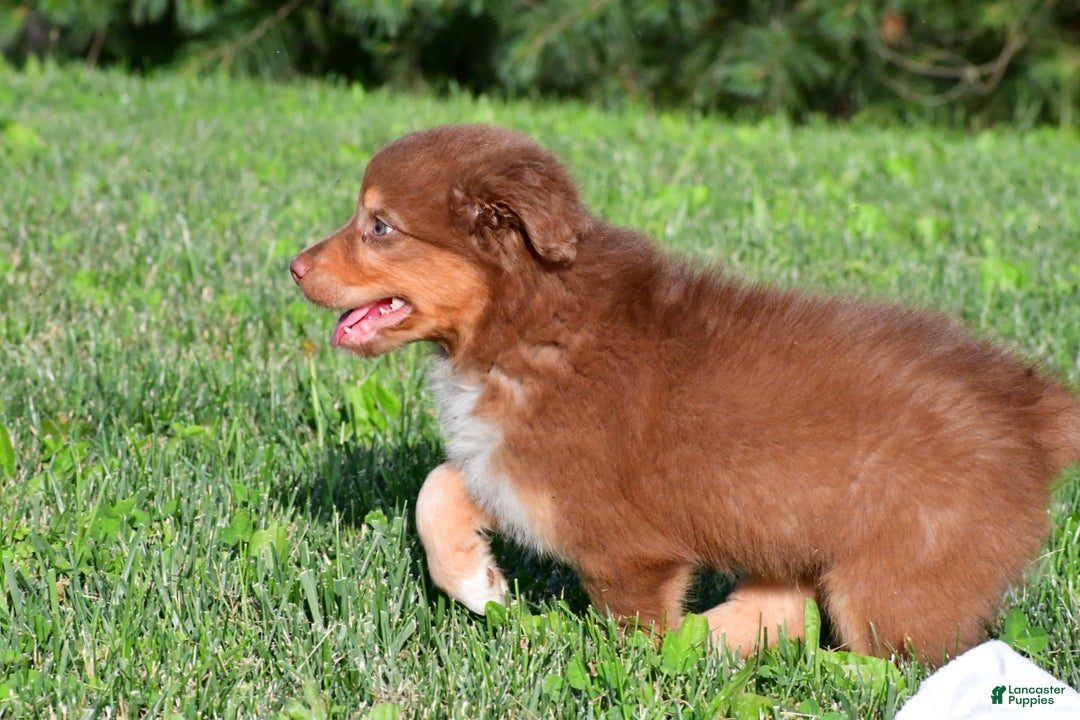 Australian Shepherd dogs for sale: Bo - Image 8