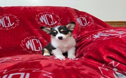Welsh Corgi Pembroke dogs for sale: Lucky - Image 11