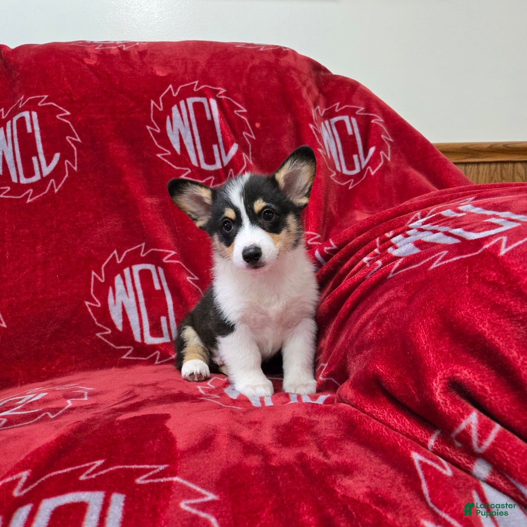 Welsh Corgi Pembroke dogs for sale: Lucky - Image 11