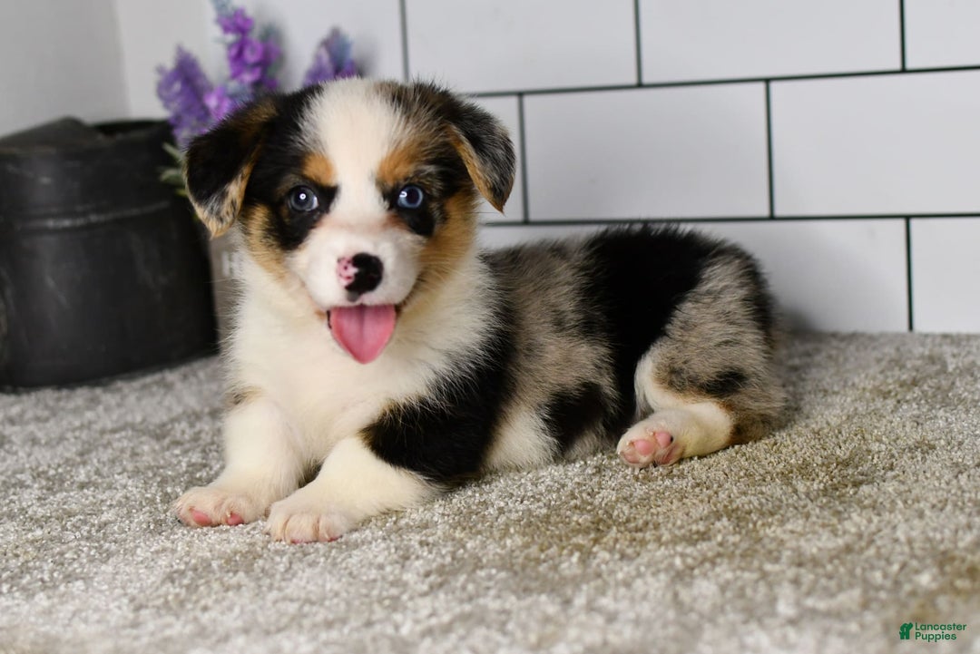 Welsh Corgi Pembroke dogs for sale: Molly - Image 2