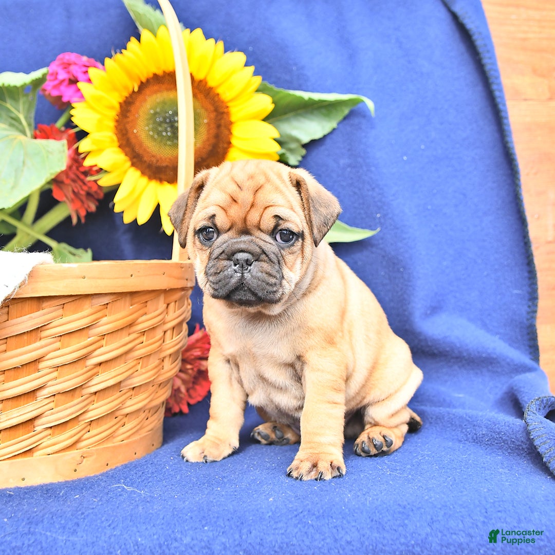 Pug dogs for sale: Wrinkles - Image 1