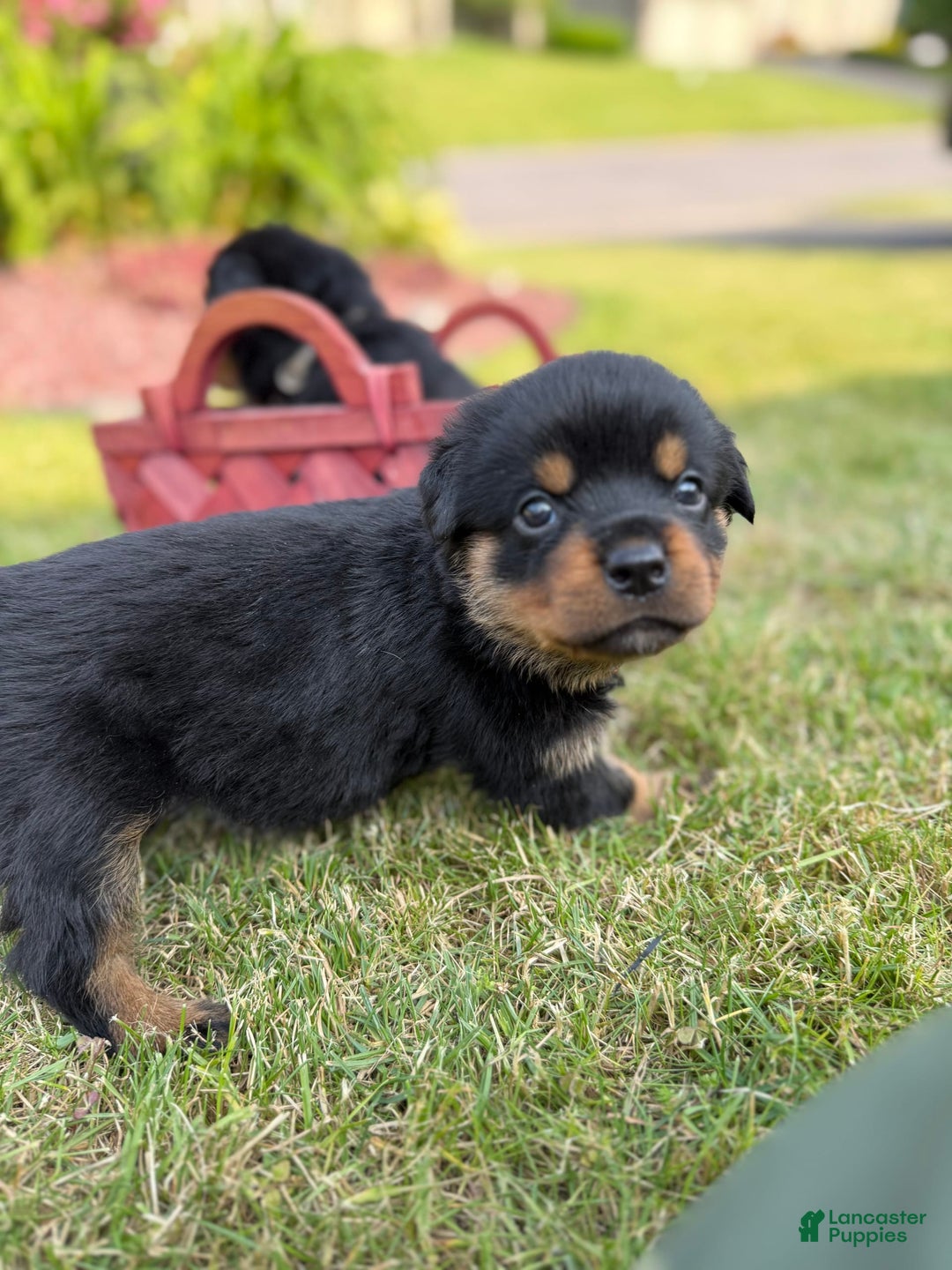 Rottweiler dogs for sale: Bambi - Image 5
