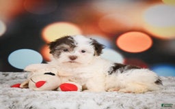 Havanese dogs for sale: Rolex - Image 7