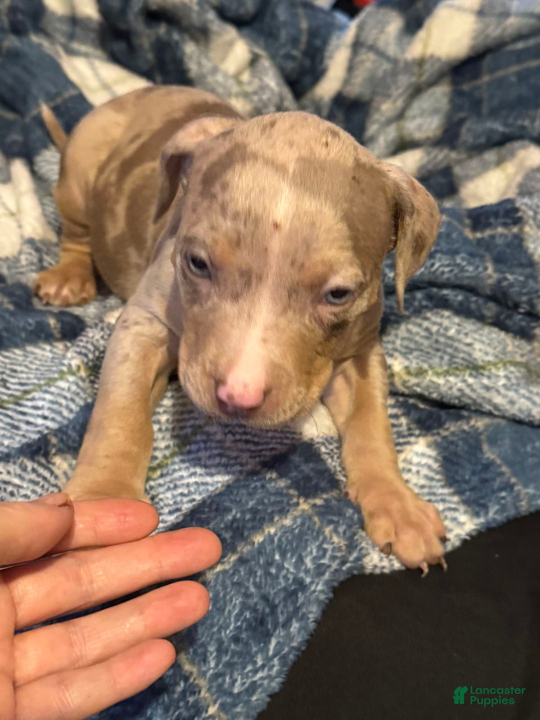 American Bully dogs for sale: Rocky - Image 6