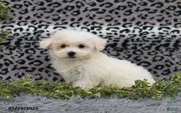 Havanese dogs for sale: Carmen - Image 4
