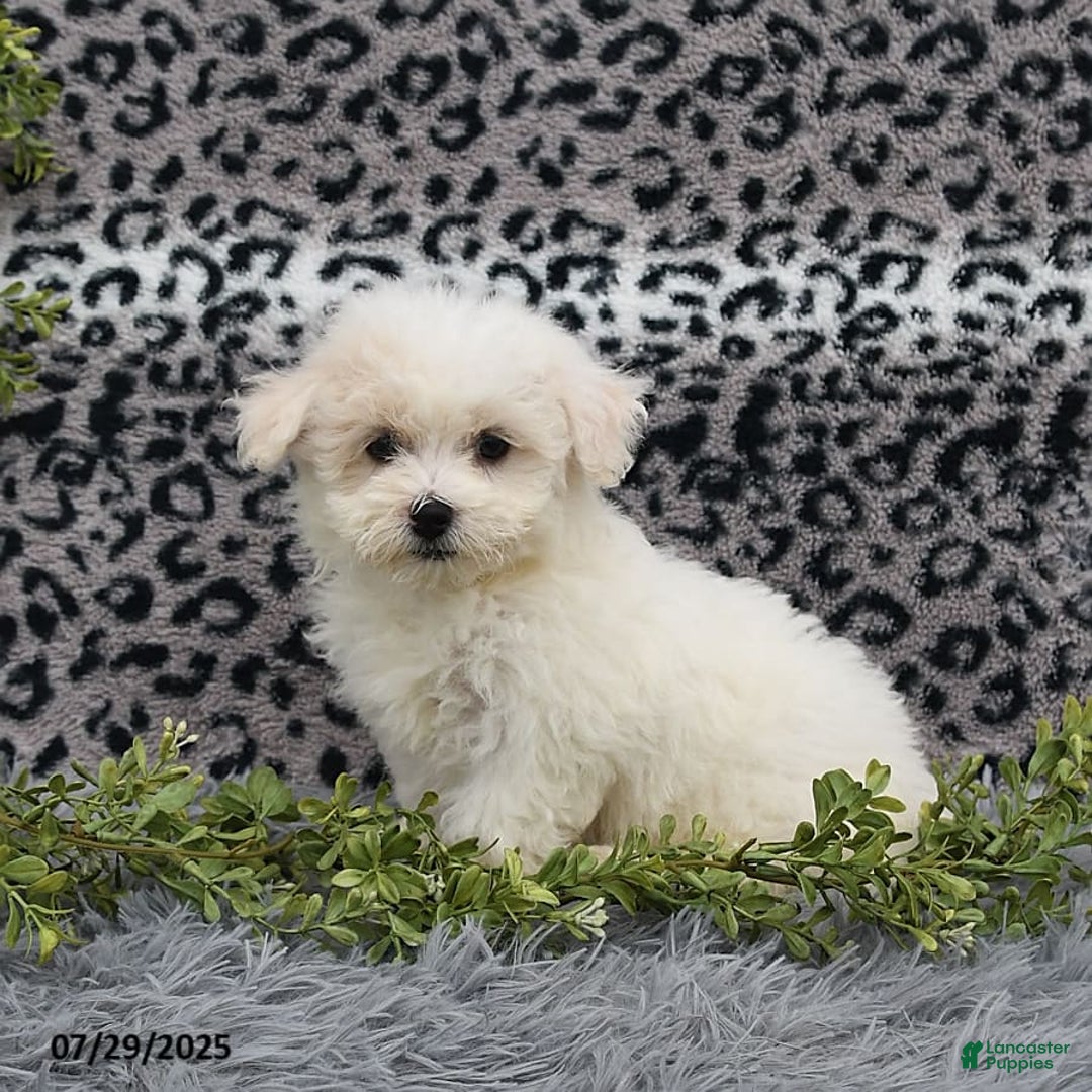 Havanese dogs for sale: Carmen - Image 4