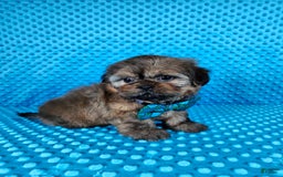 Shih Tzu dogs for sale: Koda - Image 11