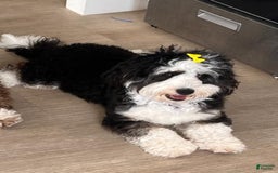 Mini Bernedoodle dogs for sale: Luna - Image 10