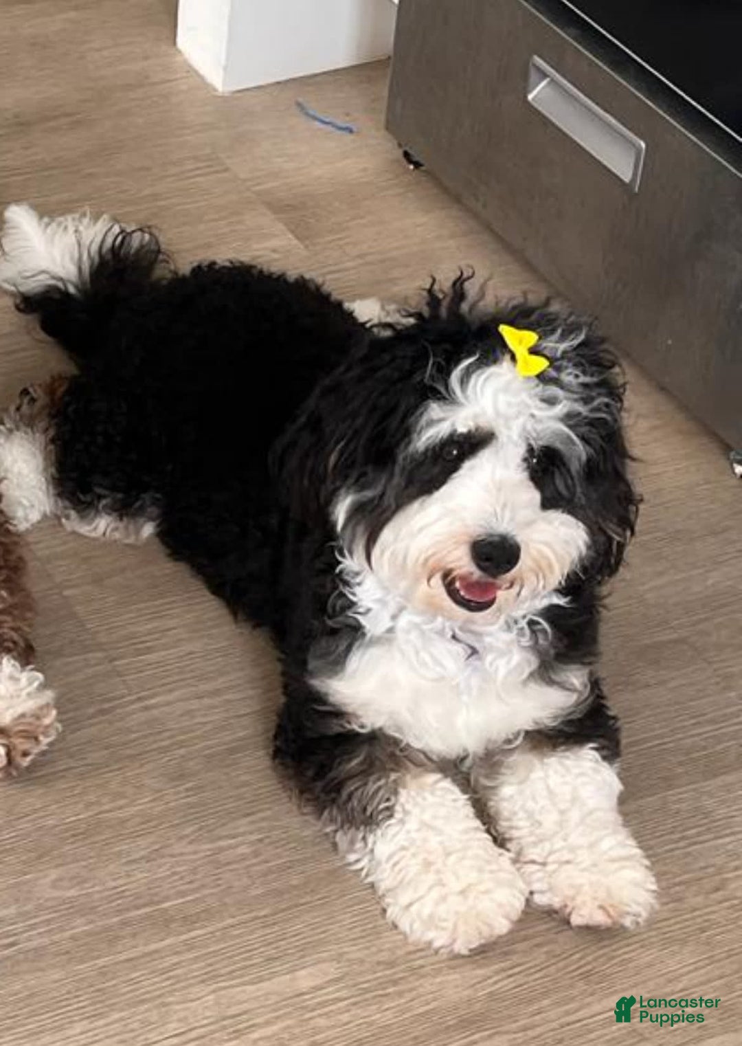 Mini Bernedoodle dogs for sale: Luna - Image 10