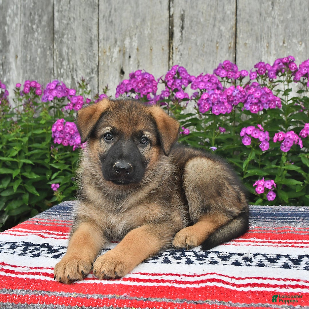 German Shepherd dogs for sale: Hailee - Image 2