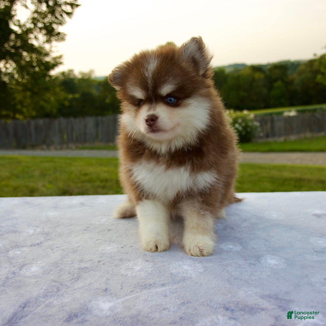 Pomsky dogs for sale: Ramsey - Image 2