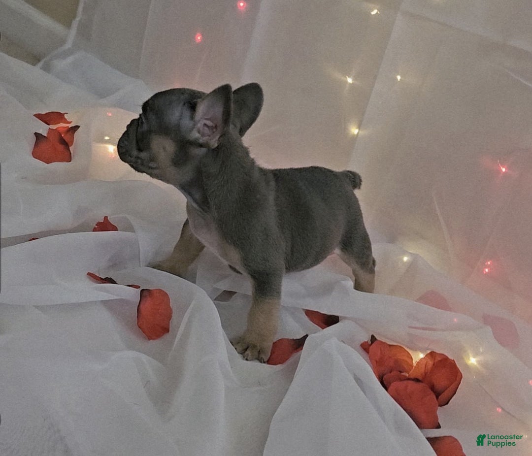 French Bulldog dogs for sale: Bruno - Image 6