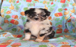  dogs for sale: Toy Australian Shepherd 3 puppies - Image 7