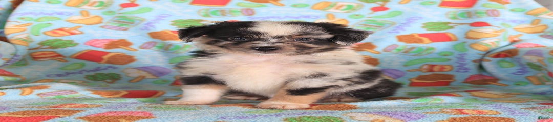 Oscar