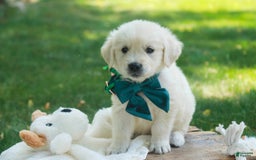 Golden Retriever dogs for sale: Tawny - Image 19