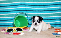 Chihuahua dogs for sale: Edison - Image 1