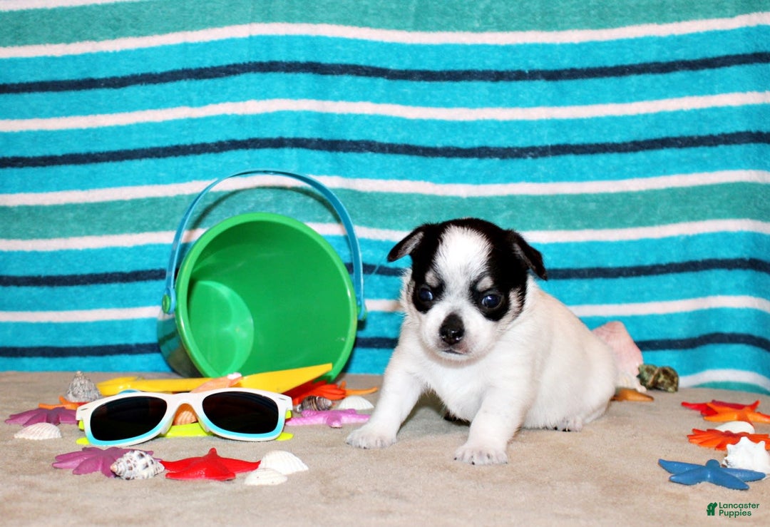 Chihuahua dogs for sale: Edison - Image 1