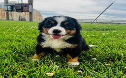 Bernese Mountain Dog dogs for sale: Graciana - Image 4
