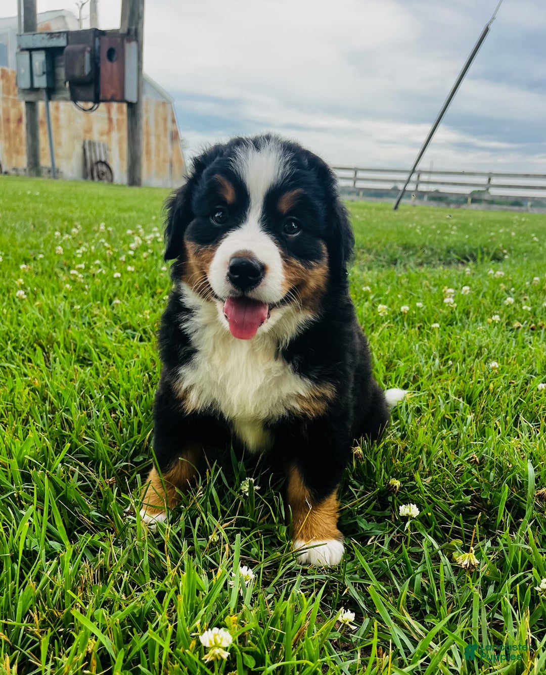 Bernese Mountain Dog dogs for sale: Graciana - Image 4