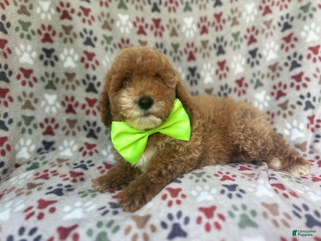 Cockapoo dogs for sale: Ridge - Image 1