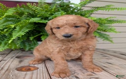 Goldendoodle dogs for sale: Reed - Image 16