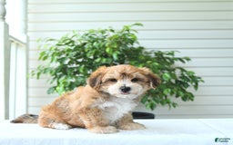 Yochon dogs for sale: Calvin - Image 4